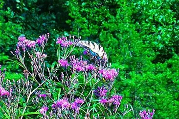 butterfly2 jigsaw puzzle