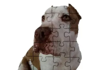 Sacha jigsaw puzzle