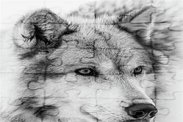 Wolf Sketch jigsaw puzzle