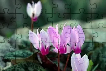 רקפת jigsaw puzzle