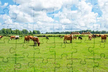 Toy jigsaw puzzle