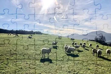 פאזל של Moutons dans la prairie