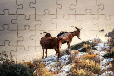 Toy jigsaw puzzle