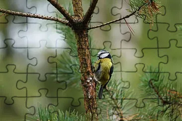 Toy jigsaw puzzle