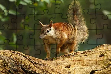 Toy jigsaw puzzle