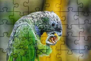 Toy jigsaw puzzle