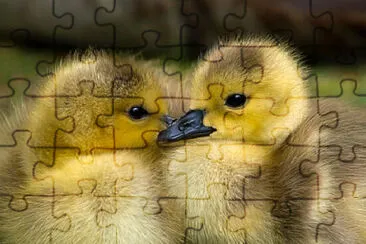 Toy jigsaw puzzle