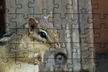 Toy jigsaw puzzle