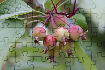 Toy jigsaw puzzle