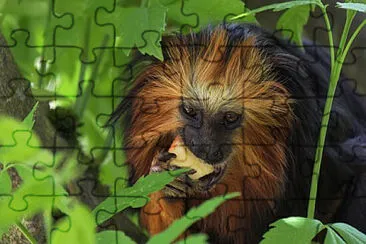 Toy jigsaw puzzle