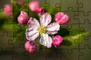 Toy jigsaw puzzle