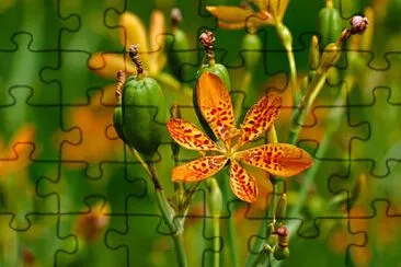 OK jigsaw puzzle