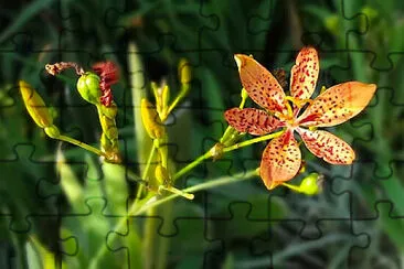 OK jigsaw puzzle