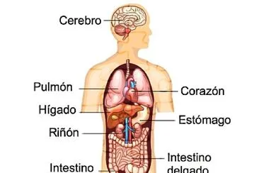 cuerpo humano