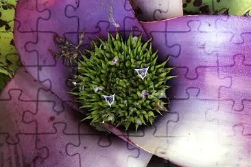 Bromeliad, purple 1