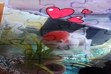 פאזל של Tête Rouge le Poisson rouge Japonais