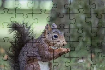 Toy jigsaw puzzle