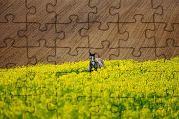 Toy jigsaw puzzle