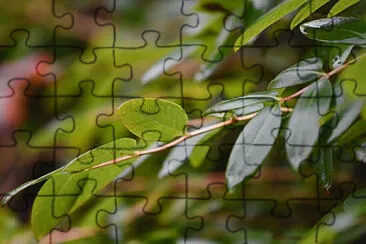 Toy jigsaw puzzle