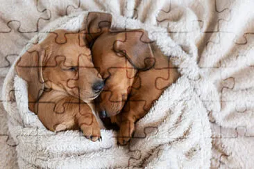 Two Tiny Pups jigsaw puzzle