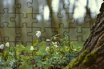 Toy jigsaw puzzle