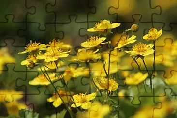 Toy jigsaw puzzle