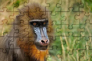 Toy jigsaw puzzle