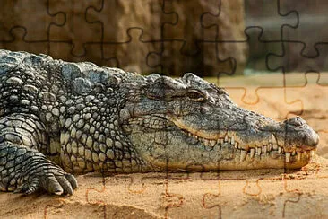 Toy jigsaw puzzle