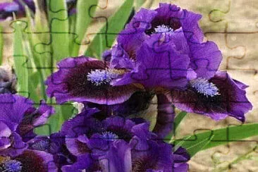 fleur jigsaw puzzle