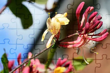 Toy jigsaw puzzle