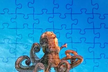 GRANCHIO  47 jigsaw puzzle