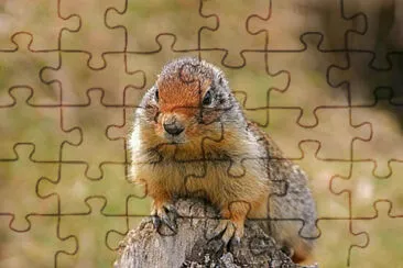 Toy jigsaw puzzle