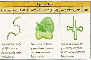 פאזל של ARN CLASES