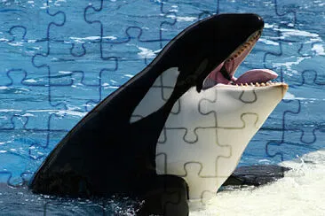 BALLENA ORCA