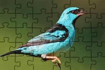 Saí azul jigsaw puzzle