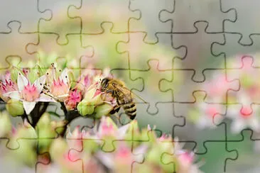 OK jigsaw puzzle