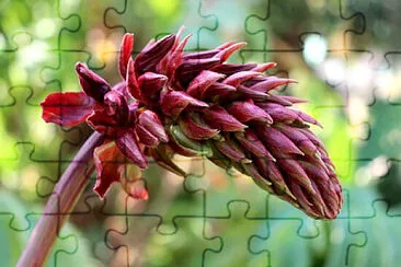 OK jigsaw puzzle