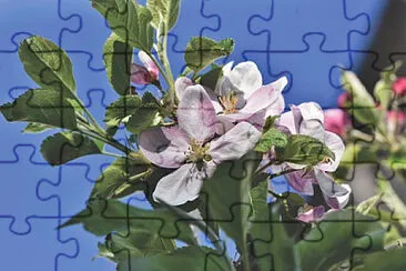 OK jigsaw puzzle