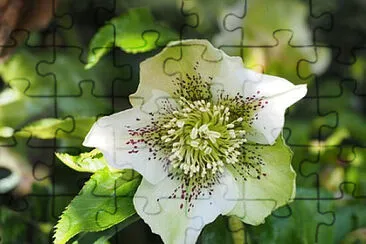 OK jigsaw puzzle