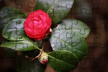 OK jigsaw puzzle