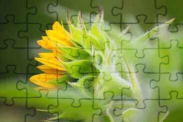 OK jigsaw puzzle