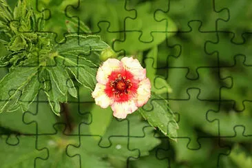 OK jigsaw puzzle