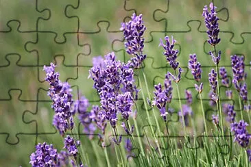 OK jigsaw puzzle