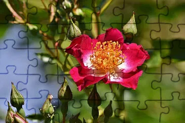 OK jigsaw puzzle