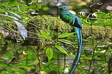 Resplendent Quetzal