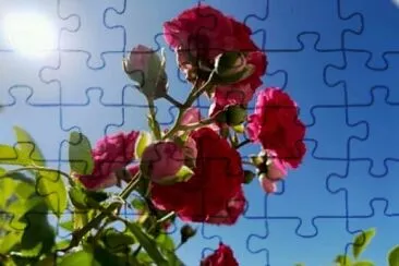 Rosas jigsaw puzzle