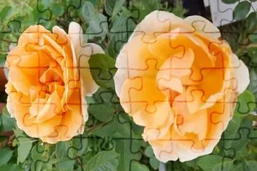 Rosas amarillas jigsaw puzzle