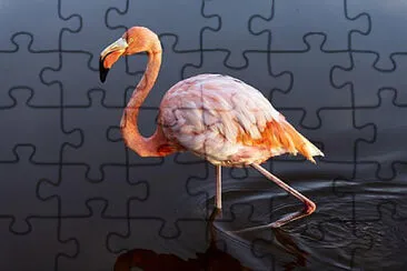 Toy jigsaw puzzle