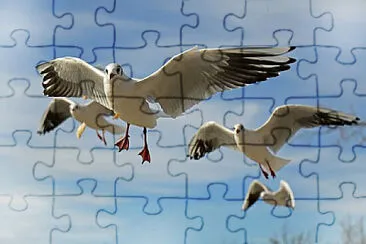 Toy jigsaw puzzle