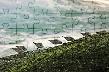 Foto jigsaw puzzle